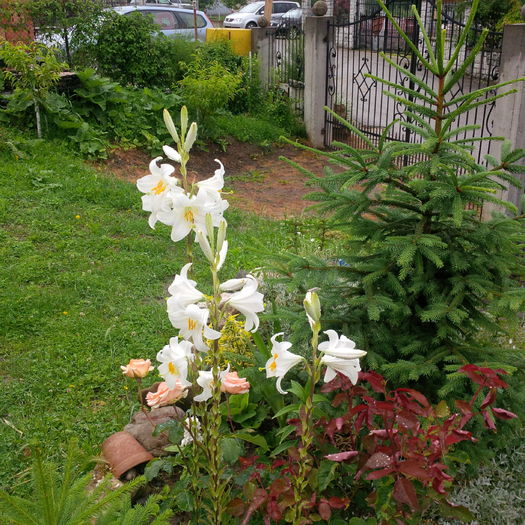 IMG_20160612_144158 - gradina iunie 2016