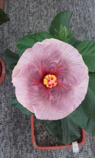 20160410_102533 - trandafirii chinezesti-hibiscus rosa sinensis