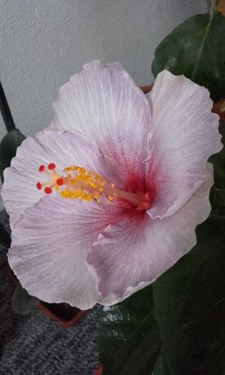 20160411_194235 - trandafirii chinezesti-hibiscus rosa sinensis