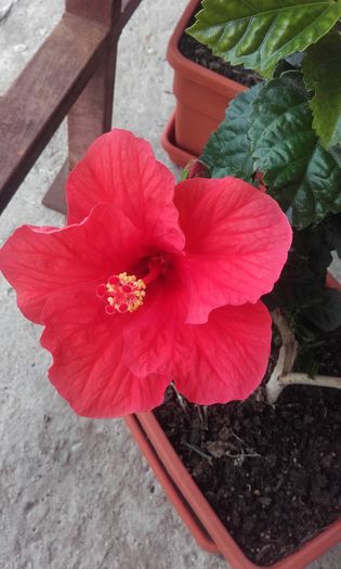 20160607_143827 - trandafirii chinezesti-hibiscus rosa sinensis