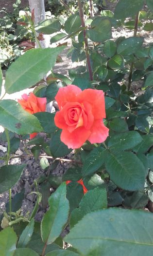 20160611_091958 - trandafiri 2016