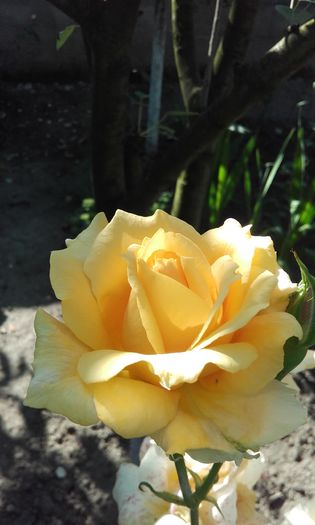 20160611_092007 - trandafiri 2016