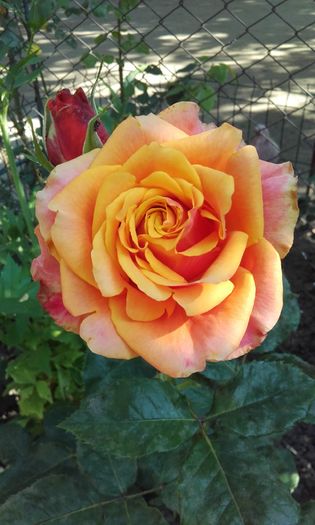 20160611_091824 - trandafiri 2016