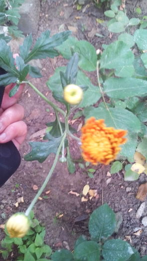 IMG_20160613_092501; Vreau sa infloresc! Azi 13 iunie 2016
