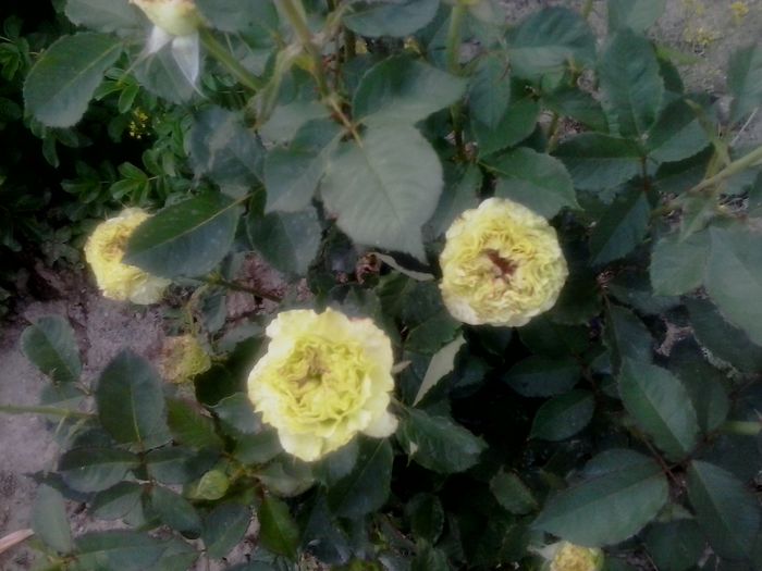 green - 2016 Trandafiri