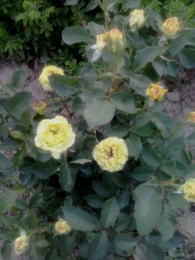 20160610_202900 - 2016 Trandafiri