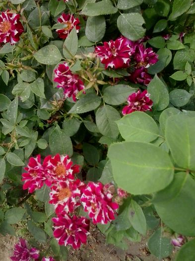 20160611_130830 - 2016 Trandafiri