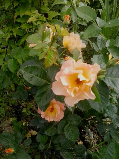 20160611_170130 - 2016 Trandafiri