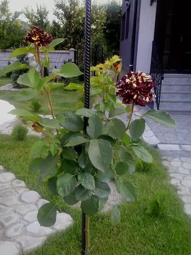 20160611_190252 - 2016 Trandafiri