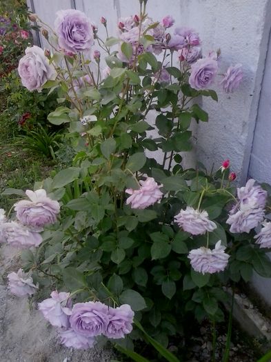 20160611_190753 - 2016 Trandafiri