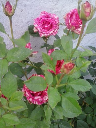 pink intuition