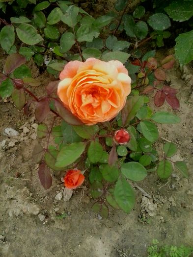 lady emma hamilton