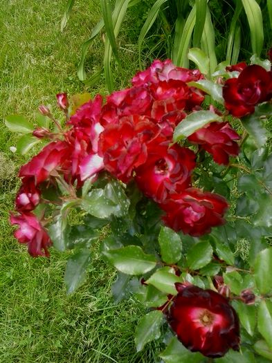 20160612_141224 - 2016 Trandafiri