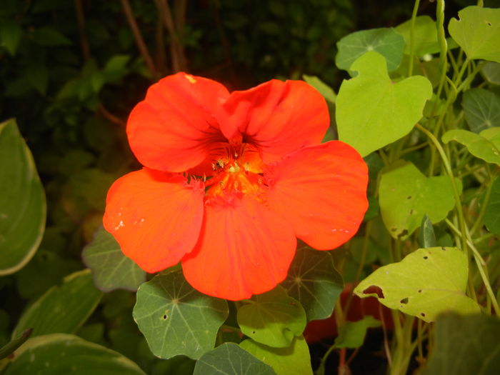 Red Nasturtium (2016, June 10) - NASTURTIUM Tropaeolum