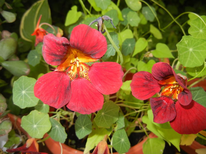 Dark Red Nasturtium (2016, June 12) - NASTURTIUM Tropaeolum