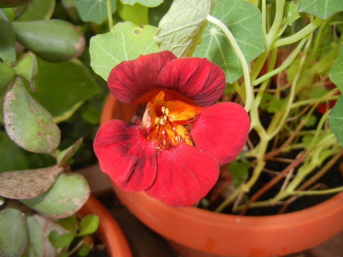 Dark Red Nasturtium (2016, June 12)