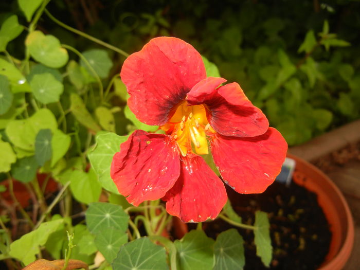 Dark Red Nasturtium (2016, June 12) - NASTURTIUM Tropaeolum