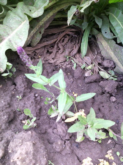 stachys officinalis - 01-Flori din curtea mea 2016