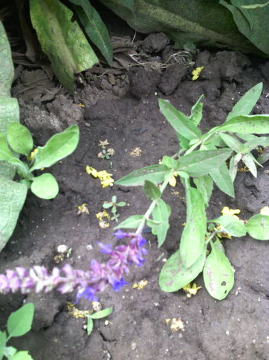 Vindecea - 01-Flori din curtea mea 2016