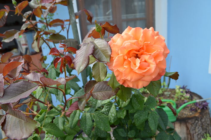 DSC_0071