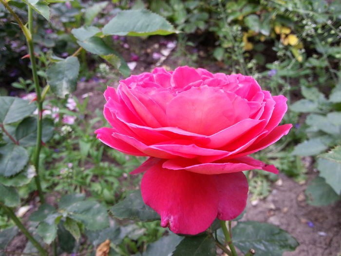 reine sammut - 2 trandafiri 2016 II