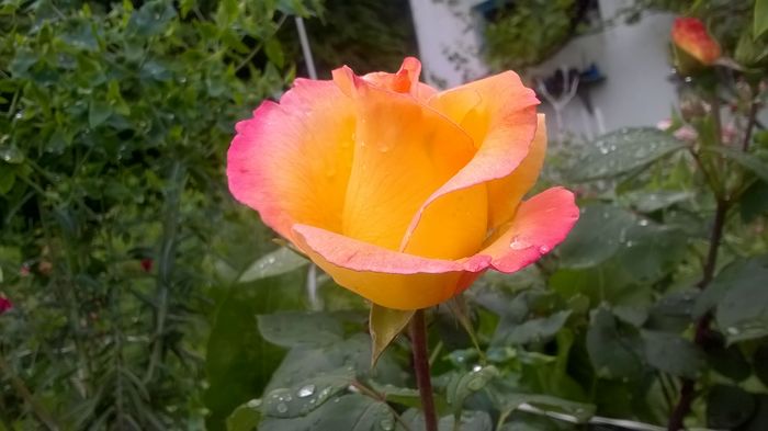 WP_20160613_09_58_19_Pro