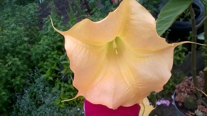 WP_20160613_07_56_13_Pro