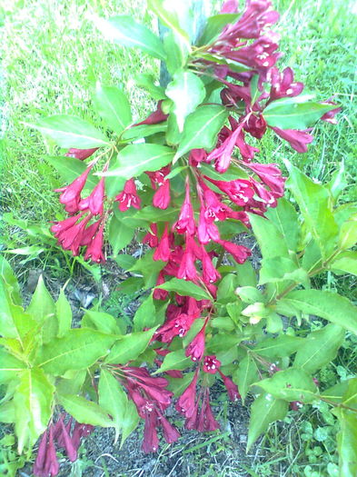 WEIGELLA RED PRINCESS - WEIGELA