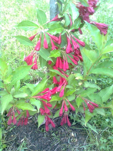 WEIGELLA RED PRINCESS - WEIGELA