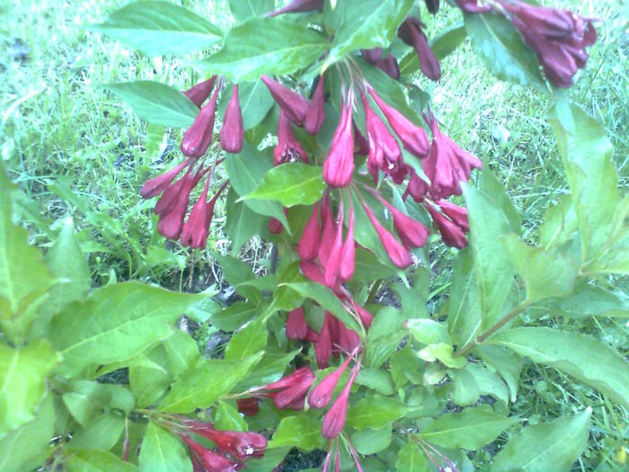 WEIGELLA RED PRINCESS - WEIGELA