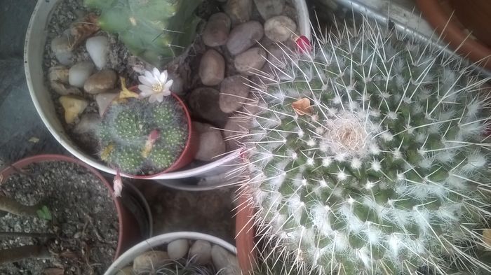 WP_20160507_13_00_57_Pro - Cactusi si suculente 2016