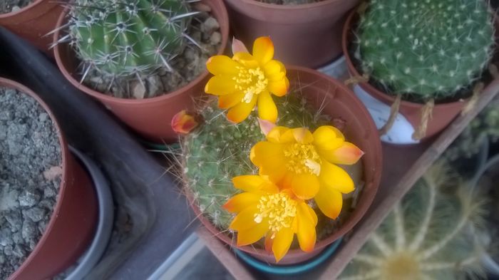 WP_20160508_11_19_08_Pro - Cactusi si suculente 2016