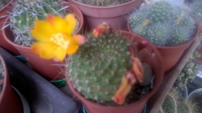 WP_20160515_13_19_58_Pro - Cactusi si suculente 2016