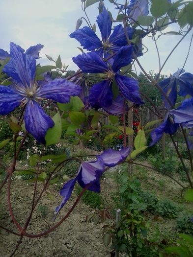 20160611_165916 - 2016 Clematite