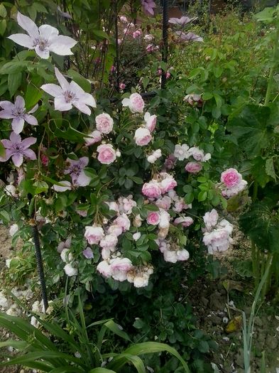 20160611_170106 - 2016 Clematite