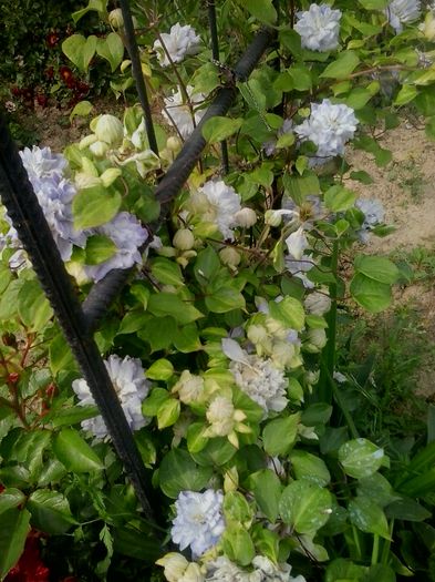 20160611_170406 - 2016 Clematite