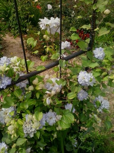 20160611_170410 - 2016 Clematite