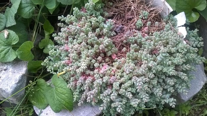 WP_20160520_10_13_42_Pro - Cactusi si suculente 2016