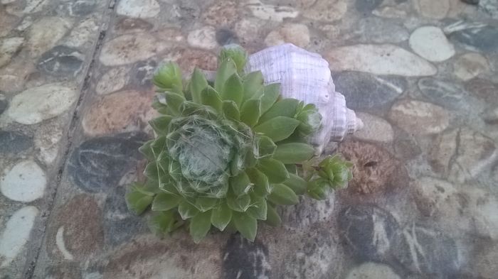 WP_20160526_18_30_29_Pro - Cactusi si suculente 2016