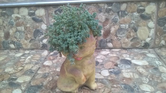 WP_20160526_18_38_50_Pro - Cactusi si suculente 2016