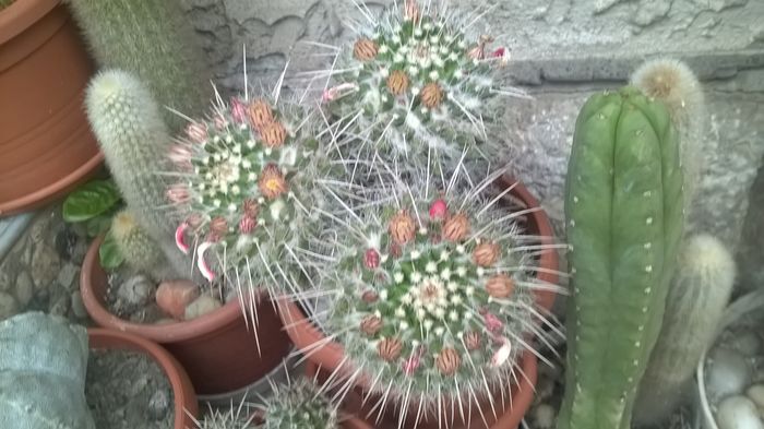 WP_20160526_18_39_29_Pro - Cactusi si suculente 2016