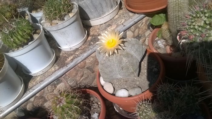 WP_20160603_10_20_03_Pro - Cactusi si suculente 2016