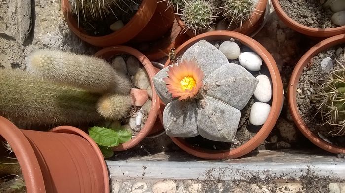 WP_20160604_10_48_54_Pro - Cactusi si suculente 2016