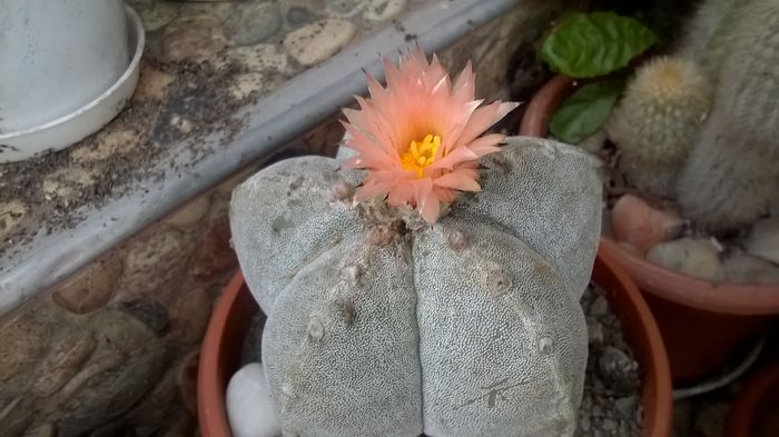 WP_20160604_13_14_39_Pro - Cactusi si suculente 2016