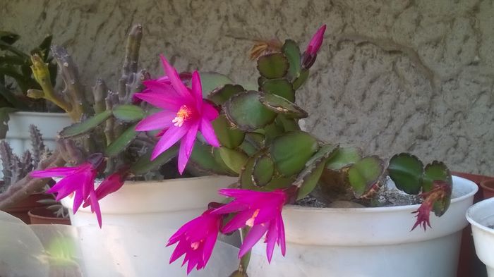 WP_20160605_12_45_34_Pro - Cactusi si suculente 2016
