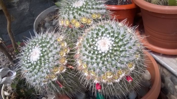 WP_20160605_12_48_09_Pro - Cactusi si suculente 2016