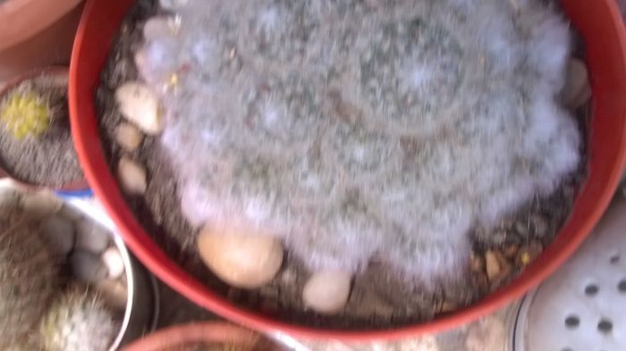 WP_20160605_12_48_32_Pro - Cactusi si suculente 2016