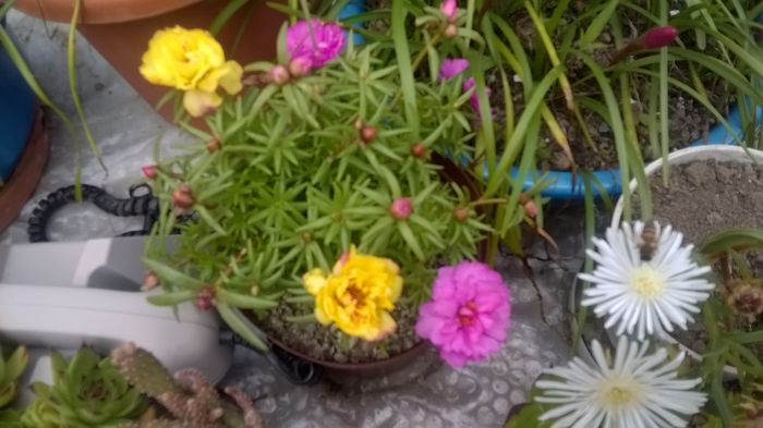 WP_20160609_11_42_17_Pro - Cactusi si suculente 2016