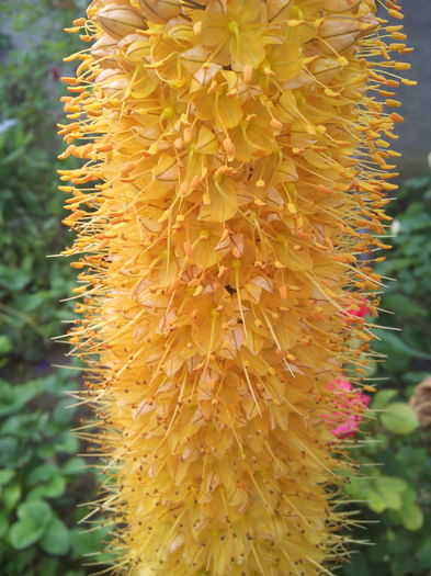 IMG_20160613_105327 - Crini 2016