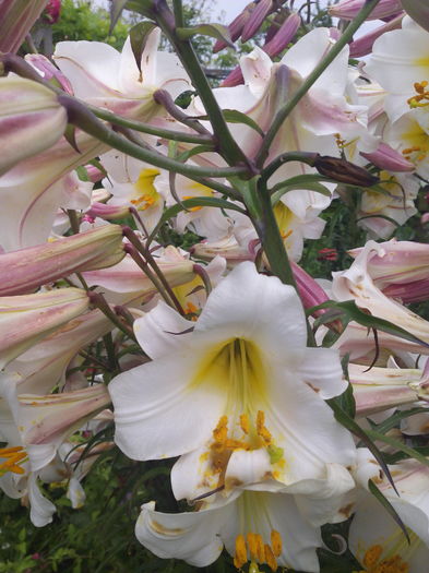 parfumati - Crini 2016